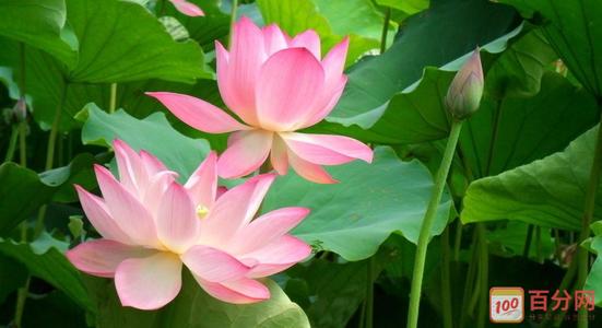 莲花的魅力