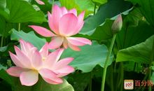 莲的魅力