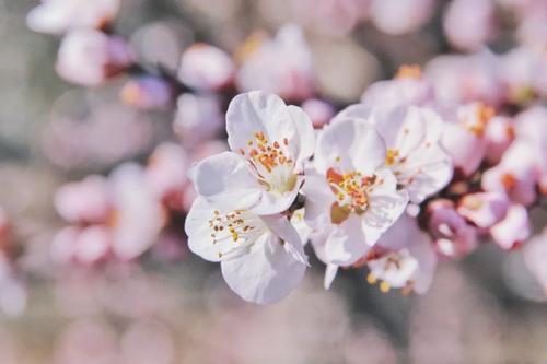 人生如桃花
