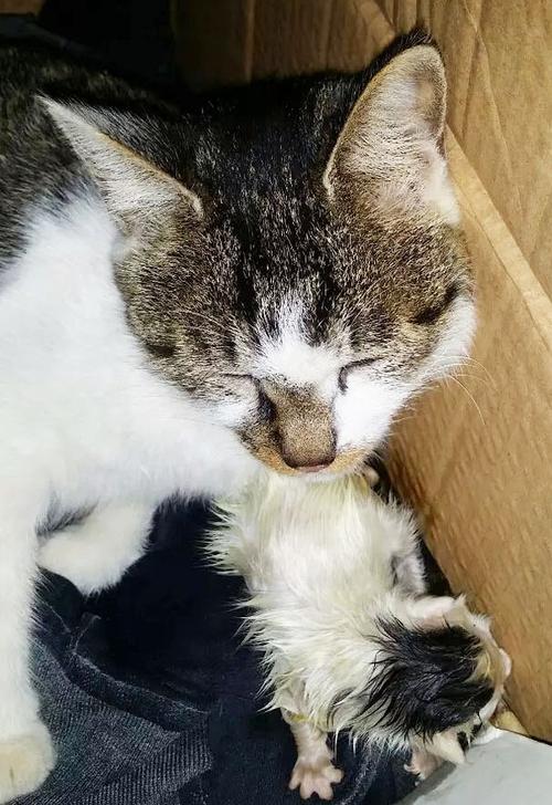 猫抓