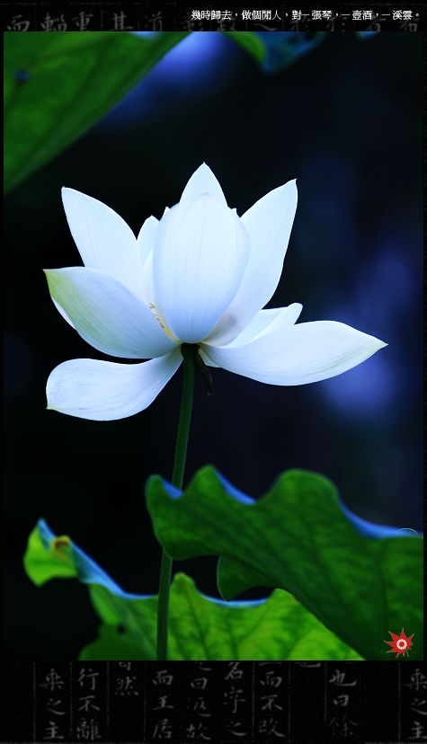 诚实是一朵美丽的花