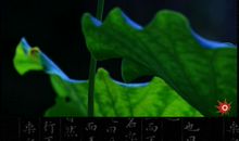 诚信是朵美丽的花