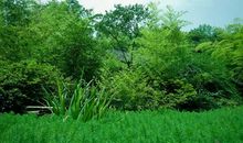 美丽的五柳公园