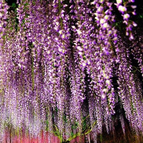 贡，藤花