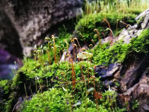 苔藓花小如米