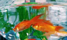 金鱼睡觉的秘密