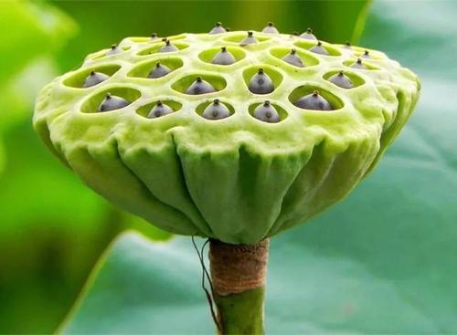 我爱莲花
