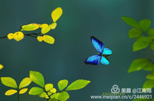 蝴蝶说