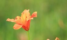 等你等到花儿开