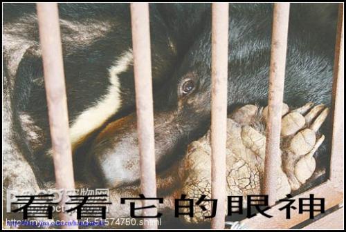 熊眼泪