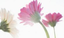 那束美丽的阳光