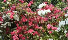 失败的地方也能花开遍地