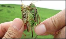 捉蚂蚱真有意思