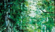 校园里的白杨树