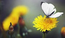 蒲公英花是那样的美丽