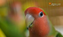 我的动物朋友小鹦鹉