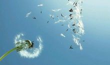 心若宁静水自秀