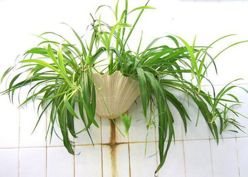 我的蜘蛛植物