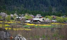 找寻春天的足迹