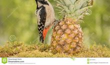 玫瑰花和啄木鸟