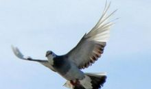 我的动物朋友鸽子