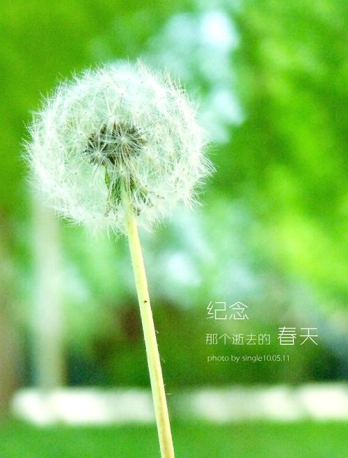 路过的春天