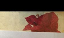 我终于学会了包饺子