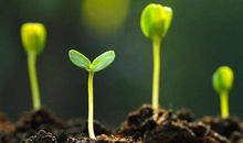 在逆境中埋下一颗种子