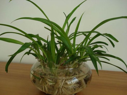 我的植物朋友蜘蛛植物成分三年级
