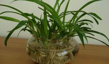 我的植物朋友吊兰作文三年级