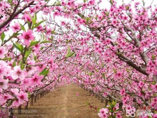 美丽的桃花