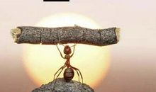 有一种本能叫围观_900字