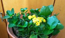 我的植物朋友长寿花