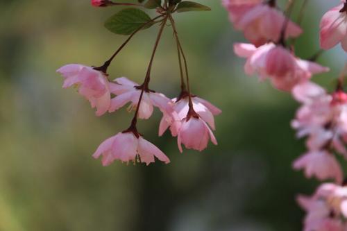 弹簧风扇