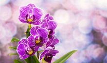 我心中的缕缕幽香