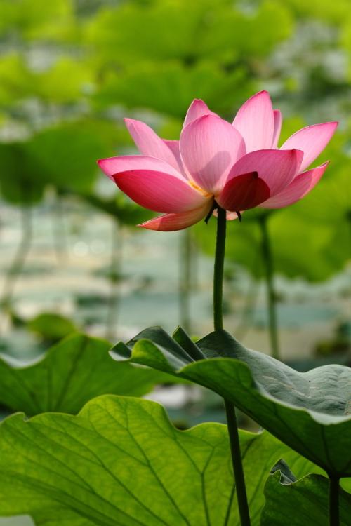 那年，花开得很美