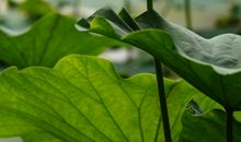 那年，花开绚烂