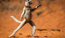 如果我能变成动物