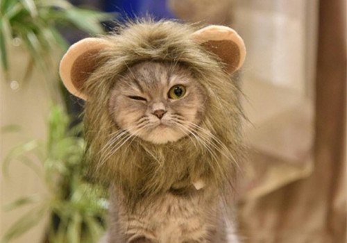 有趣的小猫