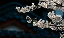 您是我的四月天