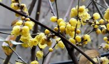 那几株腊梅