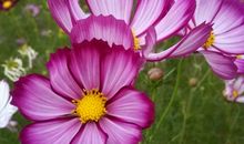 梦想开出绚烂之花