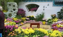 参观菊花基地有感