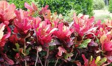 等待霜染岁月的母亲