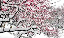 我爱冬天的梅花