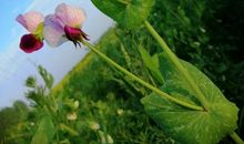 时光易逝需珍惜