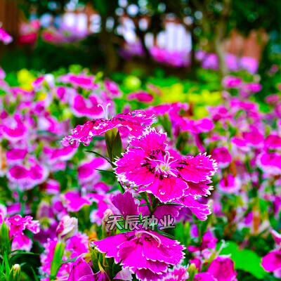四季之花