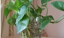 三年级作文我的植物朋友绿萝