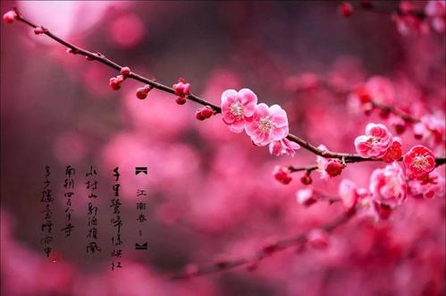 梅花