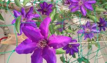 成长路上信花多